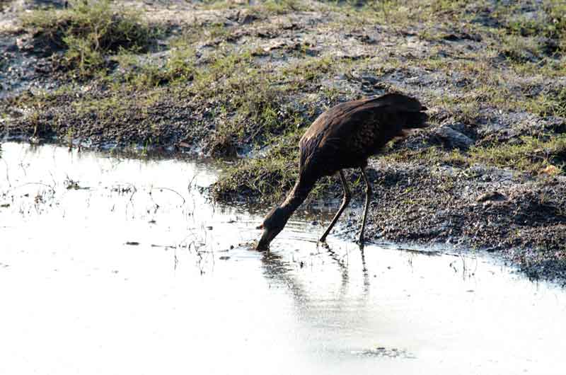 Ibi - parque nacional de Chobe - Botswana 2.jpg